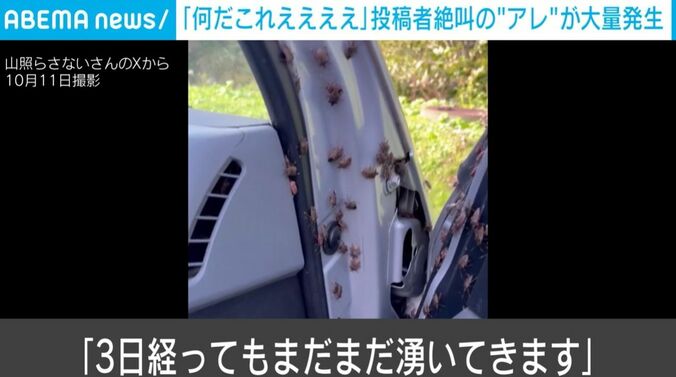 大量のカメムシ
