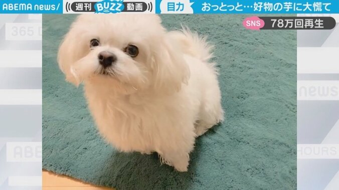 好物のおやつに大興奮!! 2本足立ちでバックステップする犬に飼い主「ご飯と聞くだけで大慌て」 1枚目