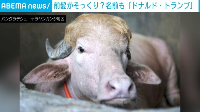 「ドナルド・トランプ」