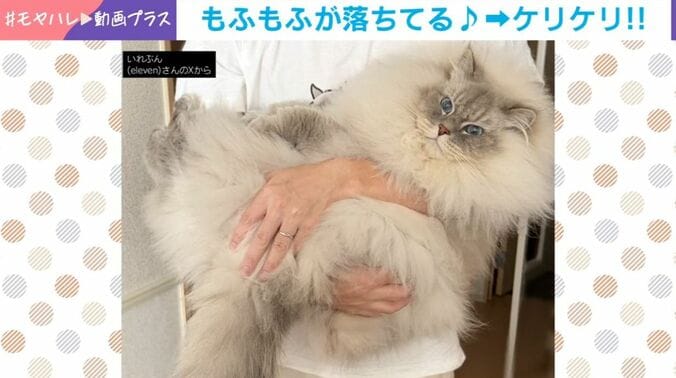 サイベリアンの「いれぶん」くん