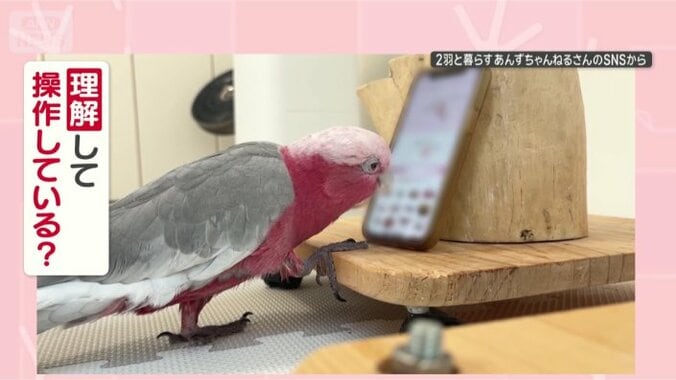 理解しているの？