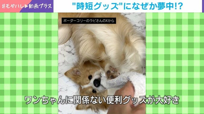 ボーダーコリーのラピちゃん