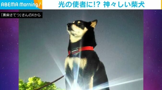 柴犬のさてつくん