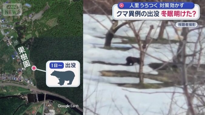 リンゴの実は、まだない