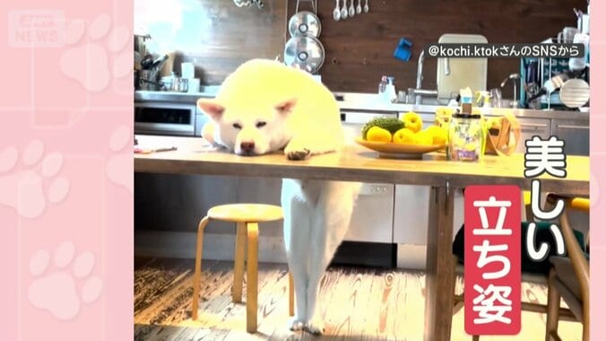 美しい立ち姿でくつろぐ