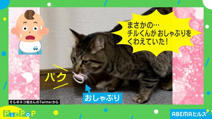 赤ちゃんのおしゃぶりをくわえた猫 完璧に使いこなす姿に飼い主爆笑 「可愛すぎだろ!!」「これが噂の赤ニャンか」反響続々 2枚目