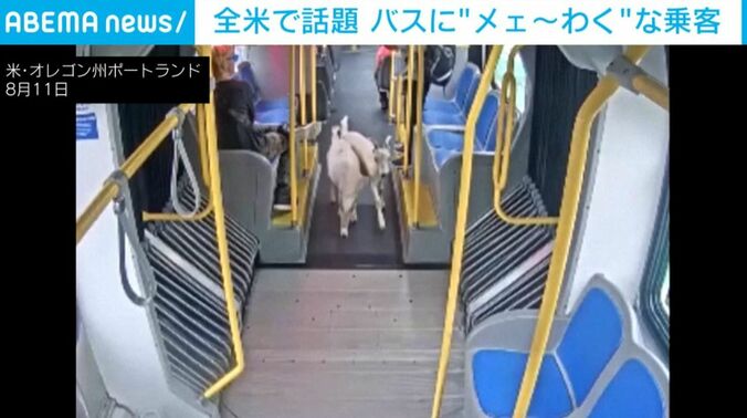 バスに乗るヤギ