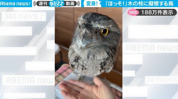 【写真・画像】【最高のアイデア】カニの口から泡出すぎ！センスが光るハンドソープがSNS上で話題「子供が何回も押して中身がすぐになくなりそう！」　1枚目