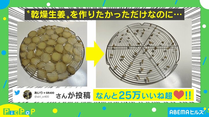 乾燥生姜を作ろうとした結果…天日干し後の“衝撃的なビジュアル”に爆笑の声 投稿者「鳥に食べられたのかと」