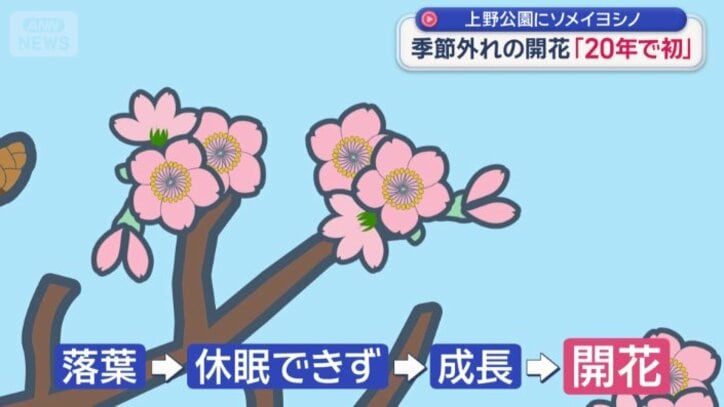 開花の理由