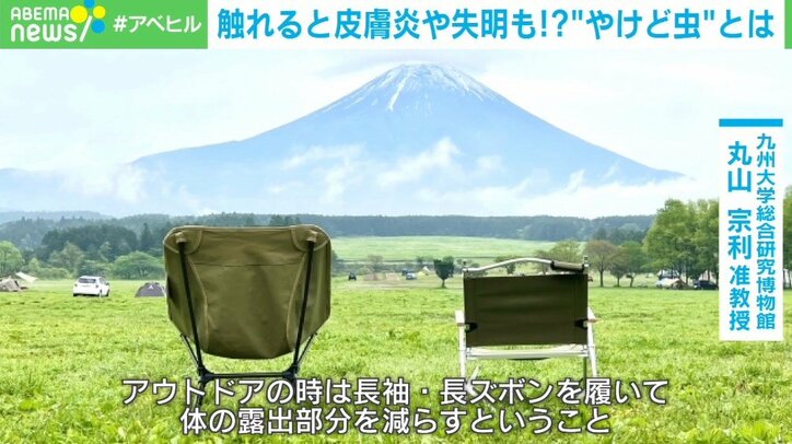 夏に活発な「やけど虫」、体液に触れると皮膚炎や失明のリスクも 身を守る方法とは