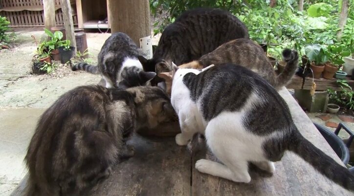 めんそーれニャン！  沖縄・石垣島の「美ら猫」たちにほっこり