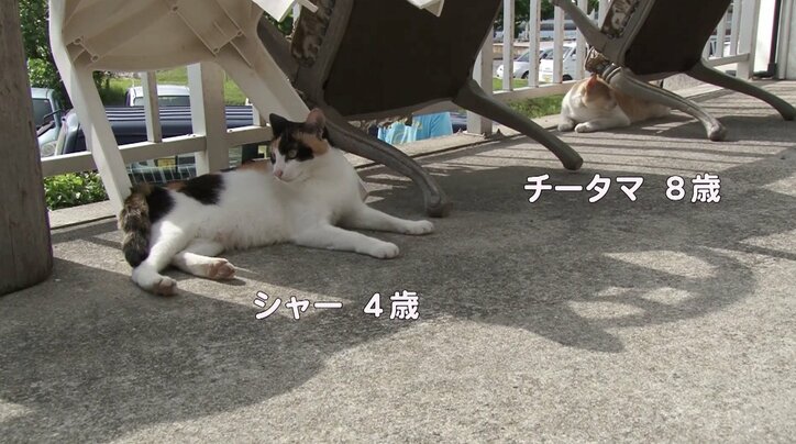 天使さんかな? 沖縄の島々で美猫に遭遇ニャン!「美ら猫」シリーズ連続放送
