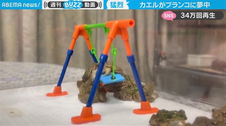 「スローでも速いw」カエルのブランコ姿が話題 「首がぐいんぐいんなってる」驚きの反響も