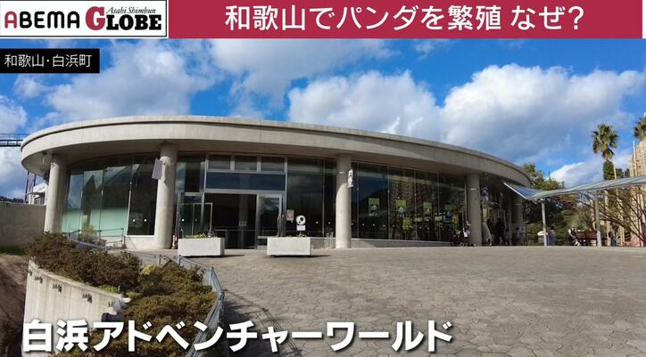 【写真・画像】中国で空前のパンダブーム？“パンダ外交”の意外な歴史とは？記者が解説「年間のレンタル料は約1億5000万円」　6枚目