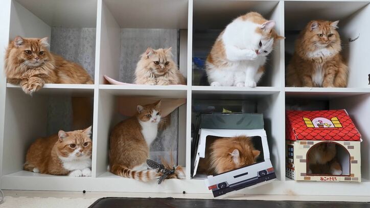 2階建て猫マンション？「満室ですニャ」　マンチカンズの可愛い成長ヒストリーが放送決定