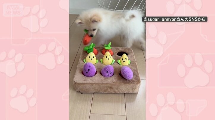 おもちゃで遊ぶ
