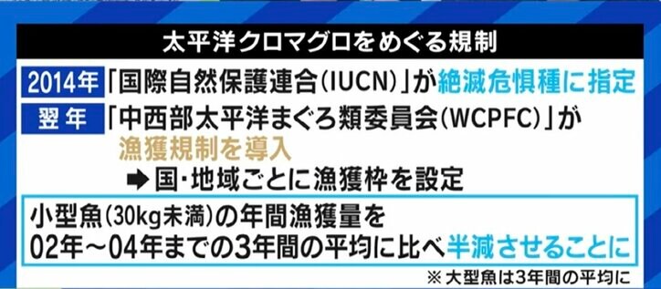 せっかく獲れたクロマグロを海に戻さなければならない現実…専門家「漁獲量の安定のため、今はまだ我慢しなければならない」