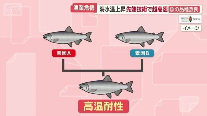 高温に強い特性を持ったギンザケを生み出す