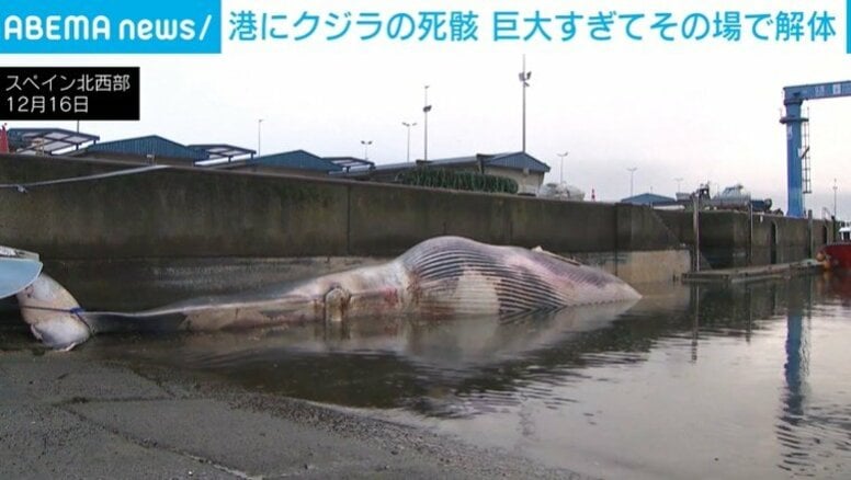 全長21m・重さ30トンの“巨大クジラ”発見 そのまま運べず切断 スペイン
