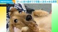 「わかりまてぇん!!」 叱られたのに"全力とぼけ顔"を披露する犬が「いい目をしてる」「上目遣いたまらん」と話題