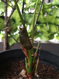 菊池麻衣子『夏の風物詩』