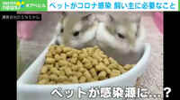 【映像】香港でハムスター約2000匹を殺処分に…根拠は？ 専門家に聞く