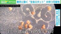 細胞を「ゼノボット」が自己複製