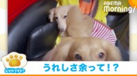 【映像】妹犬の容赦ない“尻尾攻撃”