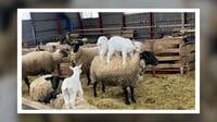 【映像】子ヤギ3匹とヒツジで“組体操”