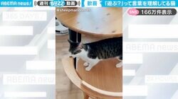 飼い主「遊ぶ？」→表情が一変し、テンション上がる猫に「“フンフンフフン”みたいな声出てて可愛すぎ！」「完全に理解してる！」と話題沸騰