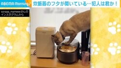 炊飯器のフタを開けたのは誰…？猫の犯行を捉えた映像に「うちもよく開いてます」の声