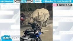 街の道路にまさかの“野生サイ”出現 悠然と歩く姿に「恐竜やん」「迫力がハンパない」驚きの声