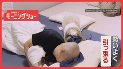 「邪魔するワン」タオルを引っ張り安眠妨害…カメラ目線でドヤ！　寝るの邪魔してる？
