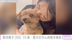 菊池桃子、愛犬のがん再発を報告「これ以上は手術ができません」