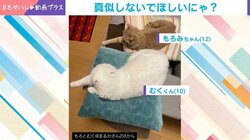 2匹の猫がしっぽシンクロ→突然バトル勃発…!? 連続猫パンチの応酬に「開始のゴングが分からん」「ずーっと見てられる」