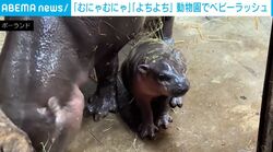 「むにゃむにゃ」「よちよち」ポーランドやデンマークの動物園でベビーラッシュ！“生まれたばかり”の動物たちの姿を公開