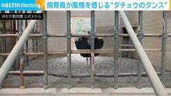 「登場からステキ！」“華麗なダンス”を披露するダチョウに絶賛の声「飼育員さんへの愛ですね」「私もこれくらい踊りたい」