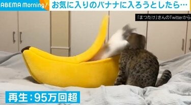 ミミックやんけw」“バナナから飛び出すネコ”に反響 | 話題 | ABEMA