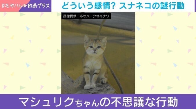 スナネコ