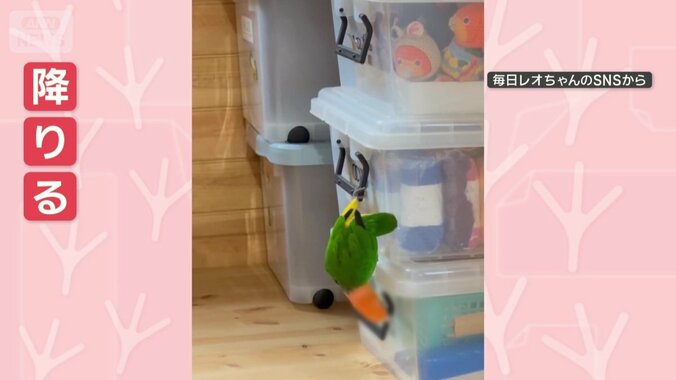 くちばしと脚で降りる