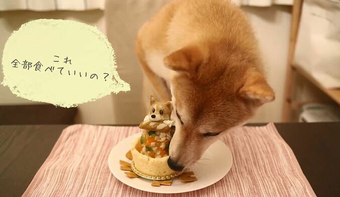 ふわもこ男子な柴犬「だいふく」  お寿司屋さんごっこやお花見を満喫中 6枚目