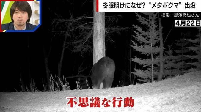 冬眠明けのメタボグマ