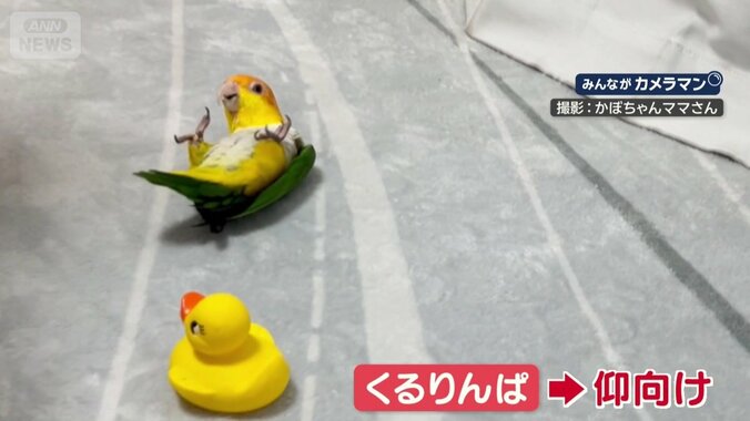 「くるりんぱ」で仰向け