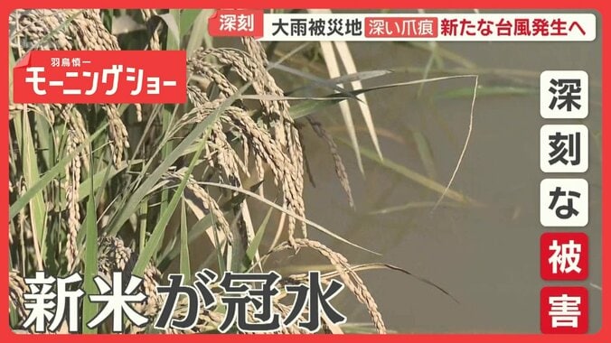 福井大雨の被災地を襲う猛暑　北陸有数のコメどころで収穫目前の新米が水没　農家打撃 1枚目