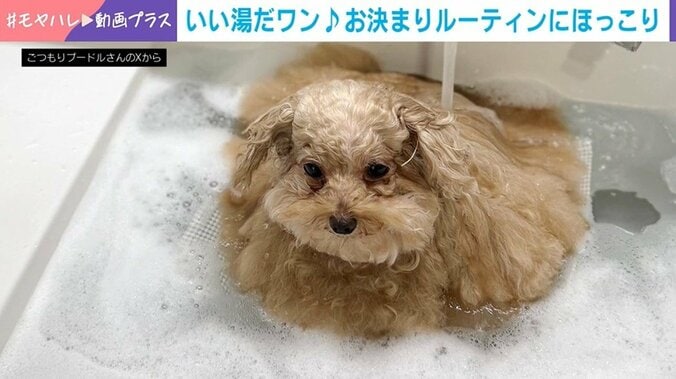 入浴するしえるちゃん