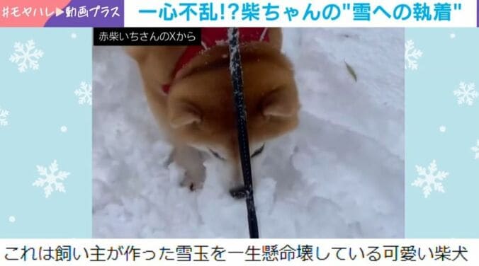 柴犬のいちちゃん