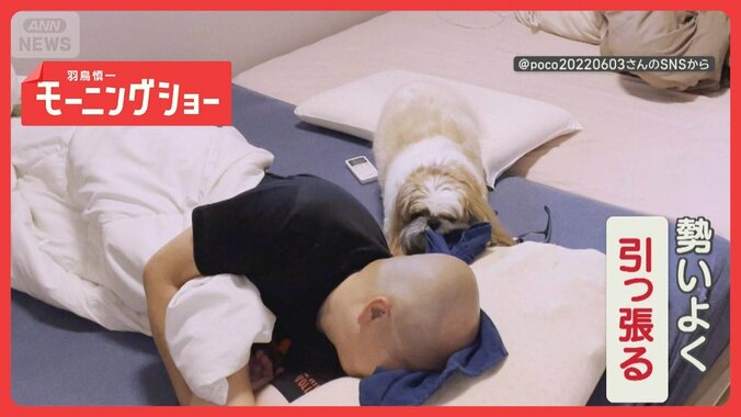 「邪魔するワン」タオルを引っ張り安眠妨害…カメラ目線でドヤ！　寝るの邪魔してる？ 1枚目