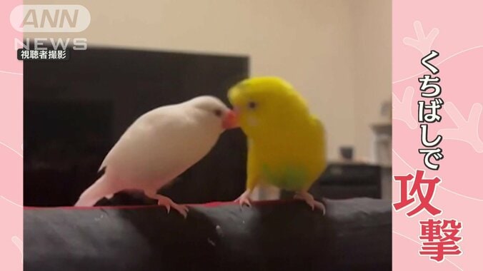 文鳥がインコを攻撃！