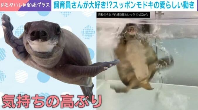 スッポンモドキのなっちゃん